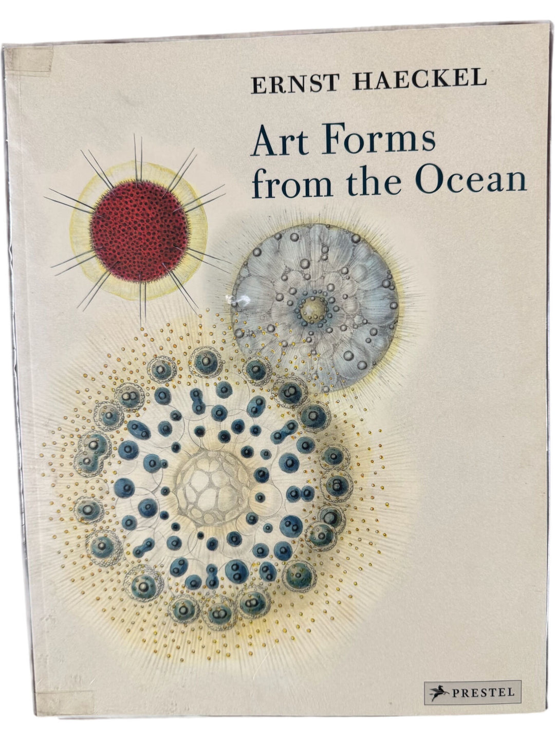 Art Forms From The Ocean By Ernst Haeckel